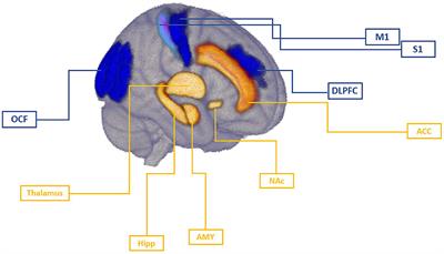 Brain Circuits Involved in the Development of Chronic Musculoskeletal Pain: Evidence From Non-invasive Brain Stimulation